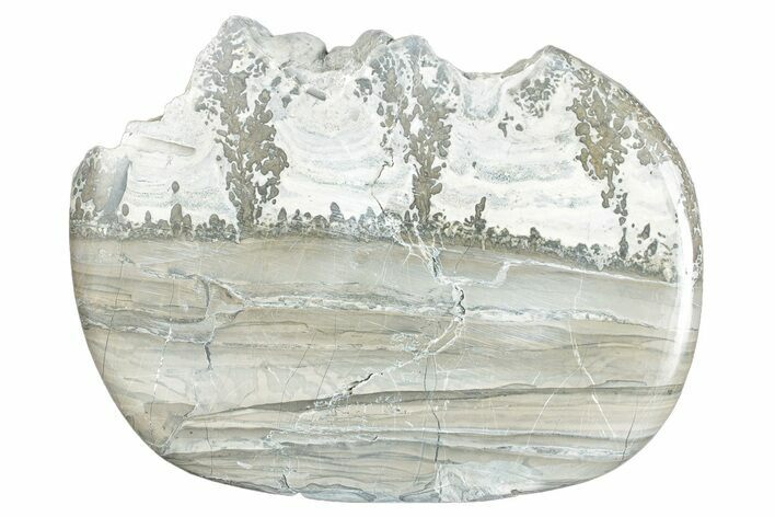 Triassic Aged Stromatolite Fossil - England #285810